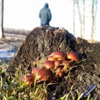 Грибная поляна в феврале поразила жителей хутора в Ростовской области