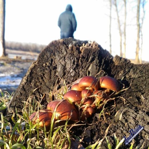 Фото грибной поляны было опубликовано в социальной сети за подписью: «Этим грибам похоже плевать, что сейчас февраль».