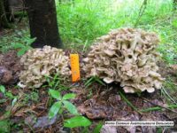 В Висимском заповеднике найден очень редкий съедобный гриб из Красной Книги