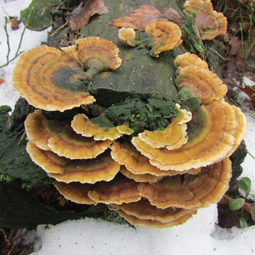 Но, пожалуй, самые красивые грибы в моей коллекции — это трутовик окаймлённый, и ещё один представитель этого вида — трутовик разноцветный.