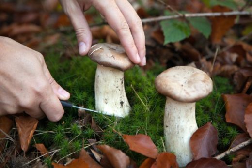 Грибной сезон вот-вот начнётся. Прогуляться по лесу, подышать чистым воздухом и набрать целую корзинку грибов — настоящее удовольствие!