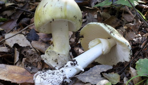 Это гриб из рода Amanita (мухоморов), один из самых опасных смертельно ядовитых грибов. Плодовое тело шляпконожечное, в молодом возрасте яйцевидное, полностью покрытое плёнкой.