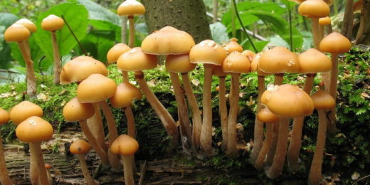 Галерина — дереворазрушающий гриб, растущий преимущественно на распадающейся хвойной древесине. Чрезвычайно ядовитая, она содержит те же смертельные аматоксины, что и в бледной поганке. 