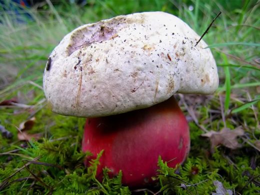 Сатанинский гриб - этот ядовитый гриб встречается в светлых лиственных лесах с дубом, буком, грабом, лещиной, съедобным каштаном, липой.