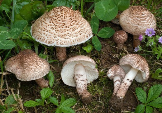 Лепиота коричнево-красная - один из самых ядовитых грибов. Смертельно опасен. Этот гриб содержит самые сильные яды — нитрилы и цианиды. 