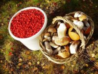 В Пензе запустят производство по переработке диких ягод и грибов