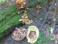 Вешенка в компании строчков: какие грибы можно найти в Подмосковье