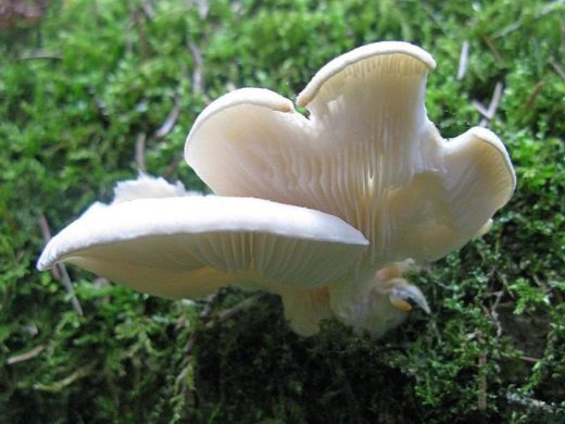 Всякие грибы лучше всего собирать в плетённые неглубокие корзины-лукошки. 