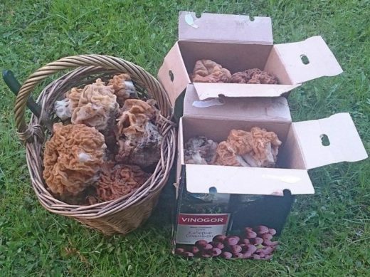 В рюкзачке с собой в лес берутся плоско сложенные картонные коробки, которые по мере необходимости раскладываются и наполняются грибами.