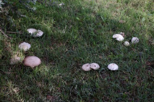 Астраханцы ждут небывалый урожай грибов из-за дождей