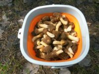 Челнинцы возвращаются из леса с полными ведрами грибов