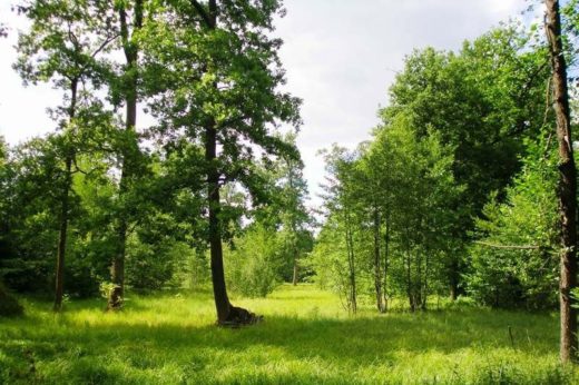 В Нижегородской области введен запрет на посещение леса