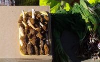 Первые грибы стали продавать в Новосибирске