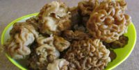 В ярославских лесах пошли грибы: прогноз на сезон