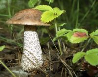 Мнение экспертов: грибов в этом году в Бобруйских лесах будет мало