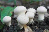 Роспотребнадзор Башкирии напомнил меры профилактики отравлений грибами