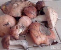 Екатеринбуржцы начали собирать первые грибные урожаи
