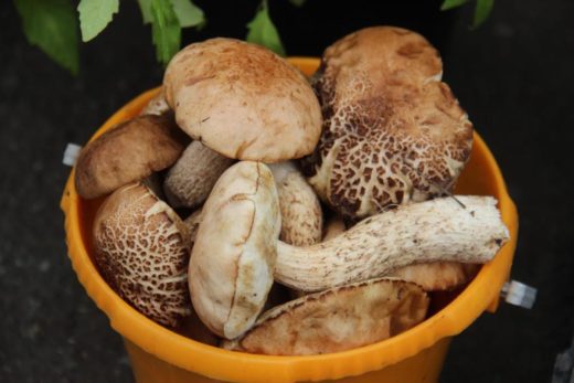 В результате чередования дождей и теплых дней в лесах Челябинской области появилось много грибов.