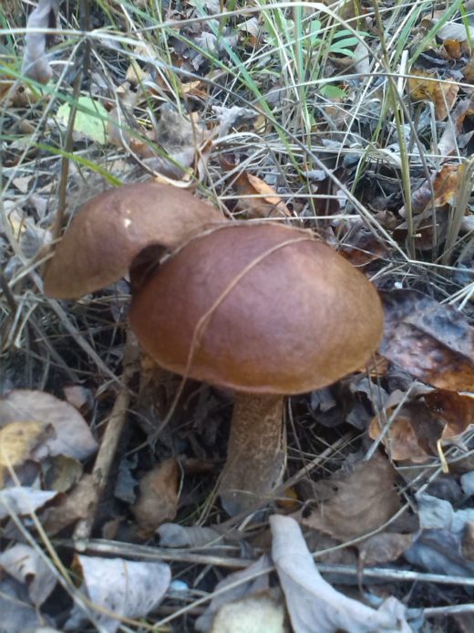 Большой «улов» грибники соберут грибники в лесах на западе и юге Подмосковья - здесь растет больше всего грибов: белые, лисички, подосиновики, подберезовики
