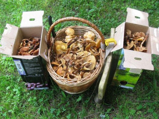 Во второй половине июня в Подмосковье установилась прохладная дождливая погода, в принципе благоприятная для роста в лесах съедобных грибов.