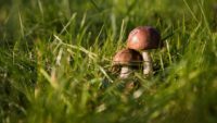 Высокий урожай грибов ожидается в Подмосковье