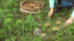 Жители Южного Урала уже несколько недель радуются началу грибного сезона, по мнению грибников, в этом году он наступил раньше. 