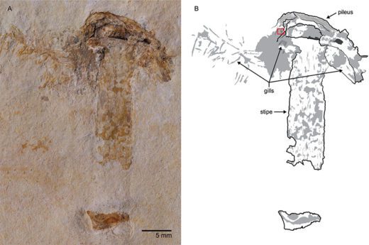 Команда учёных из Иллинойсского университета в Урбане-Шампейне нашла на северо-востоке Бразилии остатки пластинчатого гриба возрастом 115 млн лет.