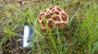 Краснокнижные грибы выросли на газоне в центре Сочи