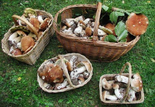 Воронежские чиновники преследовали горожан за сбор грибов в лесу