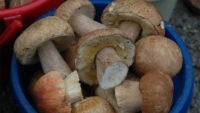 В Алтайском крае наблюдается грибной бум