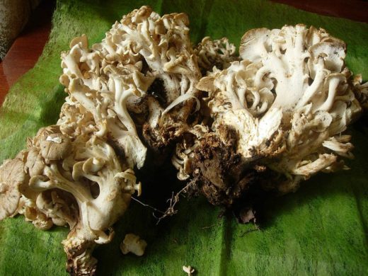 Гриб называется трутовик зонтичный (Polyporus umbellatus), в народе его зовут гриб-баран из-за неровных и волнистых краев шляпок, напоминающих шкуру барана