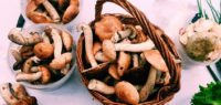 Какие грибы уже можно купить в Ижевске?