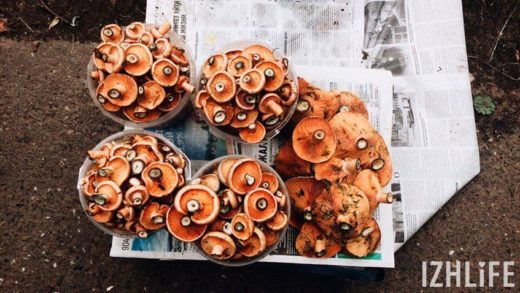 Лето в Ижевске выдалось дождливое и холодное, и поэтому на рынках города можно купить рыжики, подберезовики, подосиновики, опята и белые грибы.