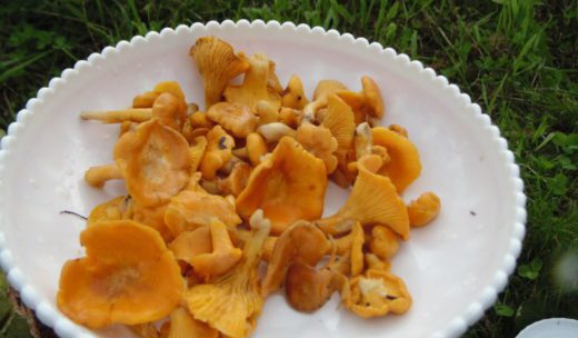 Уже начали расти первые грибы в селе Пыщуг Костромской области, в лесу можно нарвать кипрея, зверобоя и других лечебных трав и собрать грибы - лисички