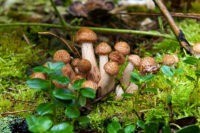 Летняя аномально холодная погода в Центральной России в первой привела к тому, что в подмосковных лесах вместо летних начали расти осенние грибы опята