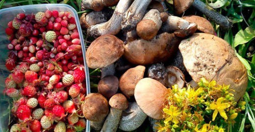 Как избежать штрафов, собирая грибы и ягоды