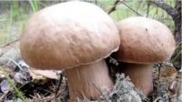 Как правильно сушить грибы?