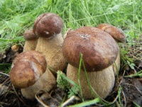 Блюда из лесных грибов
