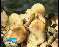 Омичи собрали самый большой за последние годы урожай грибов