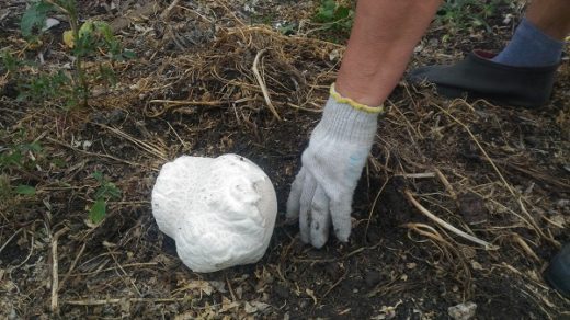 Большой гриб-дождевик буквально за день вырос во дворе у жителя Башкирии. Диаметр верхней части гриба достиг уже 15 сантиметров, сообщил сельчанин.