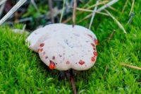 Ученые КГУ раскрыли тайну «кровоточащих» грибов Hydnellum peckii