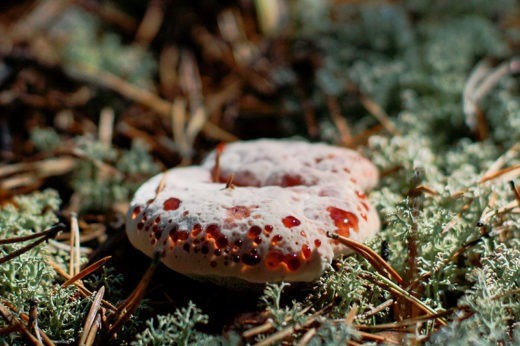 Курганцы публиковали фотографии необычных находок — грибы Гиднеллум Пека (лат. Hydnellum peckii) или так называемый в народе Ежовик дьявольский.