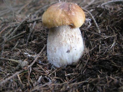 В качестве поощрения за старание в каждую грибную вылазку находил единично белые грибы.