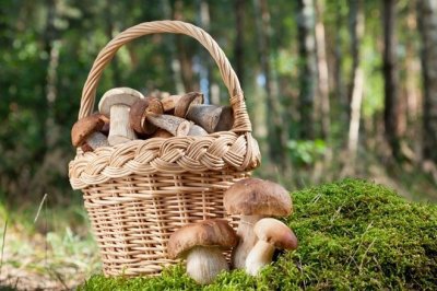 В Московской области большое их разнообразие грибов в августе и сентябре. Это боровики, рыжики, моховики и подберезовики. 