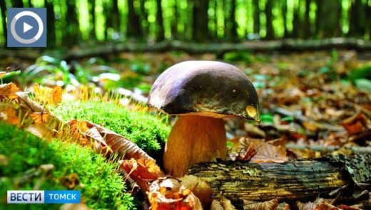 Прогнозы о большом урожае грибов и ягод в этом году в Томской области пока не сбываются, в которой несколько районов подводят итоги сбора дикоросов. 