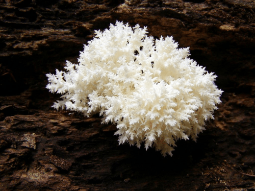 ежовик коралловидный