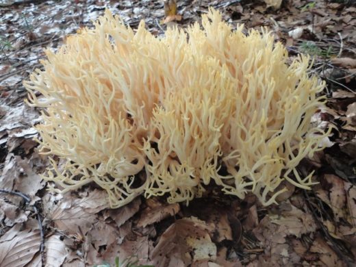Коралловый гриб красивейший – Ramaria pulcherrima (L. Vass). Плодовое тело 8–15 см высоты и такого же диаметра, мясистое, разветвлённое.
