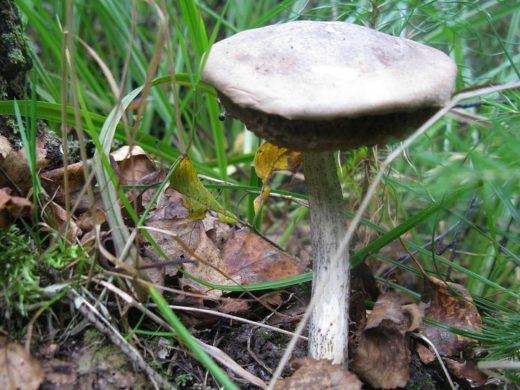 Кроме этих разновидностей съедобных опят удавалось в единичных количествах найти: Белые грибы. Осиновики. Берёзовик.