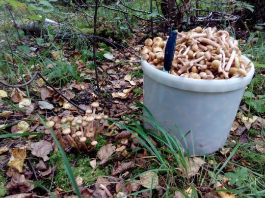 В лесах Свердловской области начался сезон опят. Заядлые грибники делятся на форуме своими трофеями.