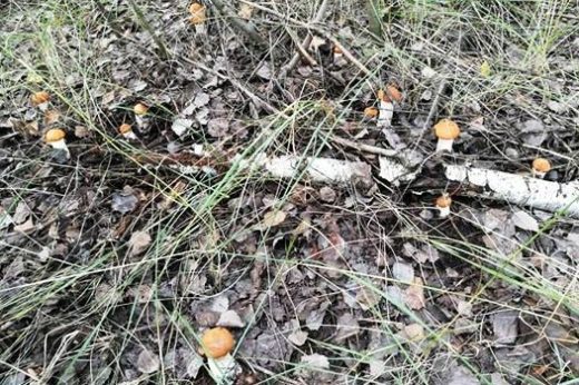 Специалисты объяснили небывалый урожай грибов в Воронежской области.